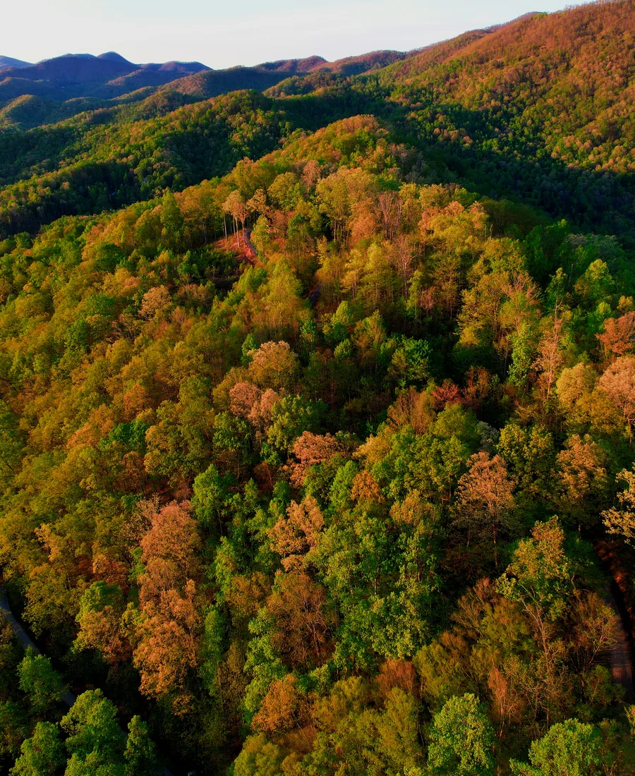 Mountain hardwood forest in autumn color