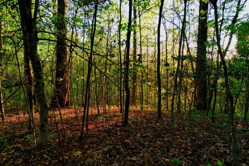 Open hardwood forest with a leaf-covered floor
