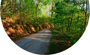 Gravel track leading through spring hardwood forest