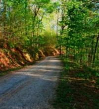 Gravel access road running through spring hardwood forest